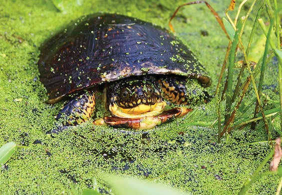 Blanding's Turtle